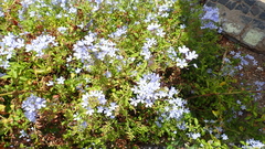 Plumbago