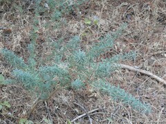 Adenocarpus hispanicus