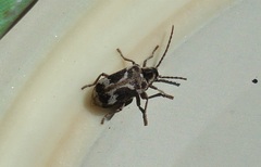 Ptinomorphus imperialis