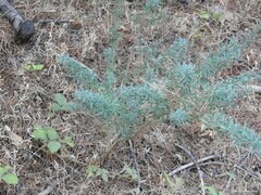 Adenocarpus hispanicus