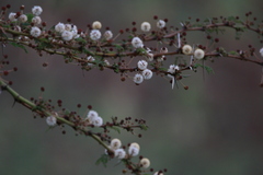 Vachellia