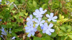 Plumbago