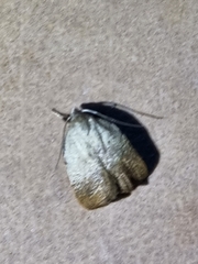 Tortricopsis pyroptis