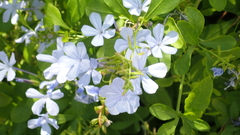 Plumbago