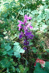 Dactylorhiza urvilleana