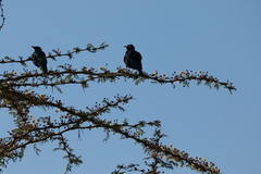 Lamprotornis chalybaeus