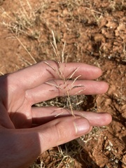 Eragrostis kennedyae