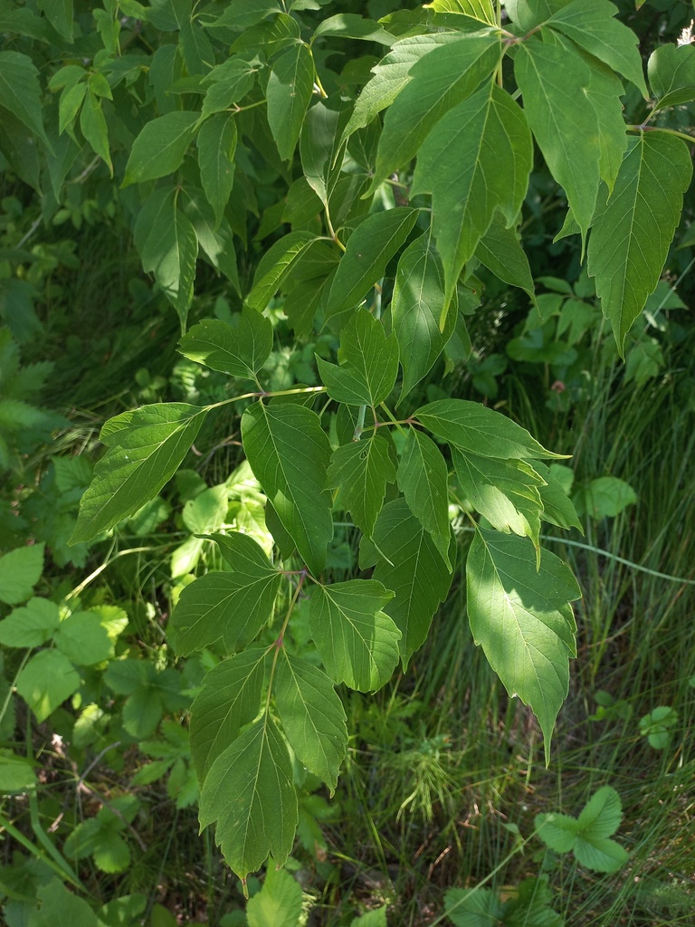 box elder from Дюртюлинский р-н, Респ. Башкортостан, Россия on July 9 ...