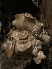 Cerioporus squamosus