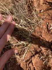 Eragrostis kennedyae