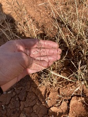 Eragrostis kennedyae