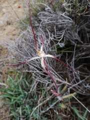 Caladenia dimidia