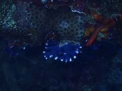 Distichopora violacea