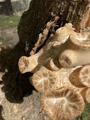 Cerioporus squamosus