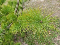 Pinus morrisonicola