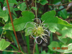 Clematis dioica