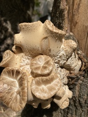 Cerioporus squamosus