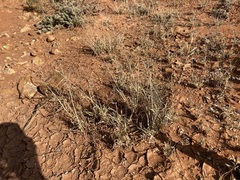 Eragrostis kennedyae