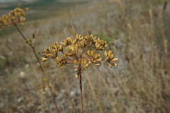 Peucedanum tauricum