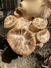 Cerioporus squamosus