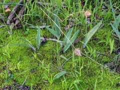 Caladenia tentaculata