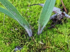 Caladenia tentaculata
