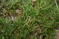 Lomandra obliqua