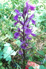 Dactylorhiza urvilleana