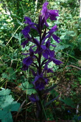 Dactylorhiza urvilleana