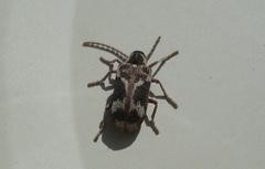Ptinomorphus imperialis