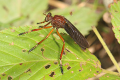 Diogmites platypterus