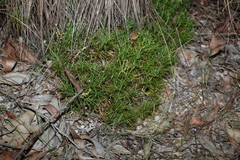 Lomandra obliqua