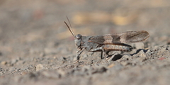 Oedipoda caerulescens