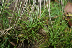 Lomandra obliqua