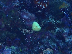 Porifera