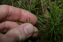 Lomandra obliqua
