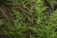 Lindsaea microphylla