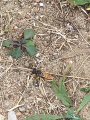 Philanthus triangulum