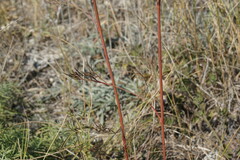 Peucedanum tauricum