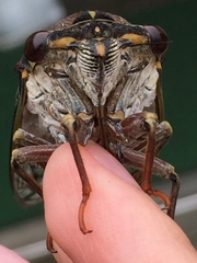 Auritibicen japonicus