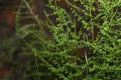 Lindsaea microphylla
