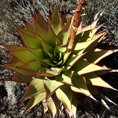 Aloe broomii