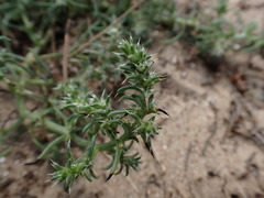 Salsola kali