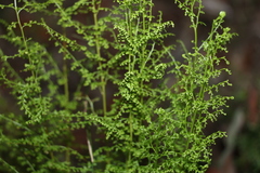 Lindsaea microphylla