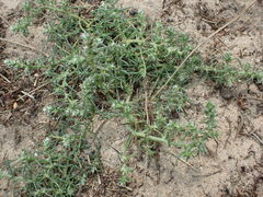 Salsola kali