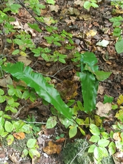 Asplenium scolopendrium
