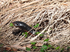 Pseudechis porphyriacus