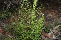Lindsaea microphylla