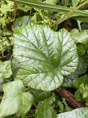 Rubus tricolor