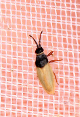Agramma laetum